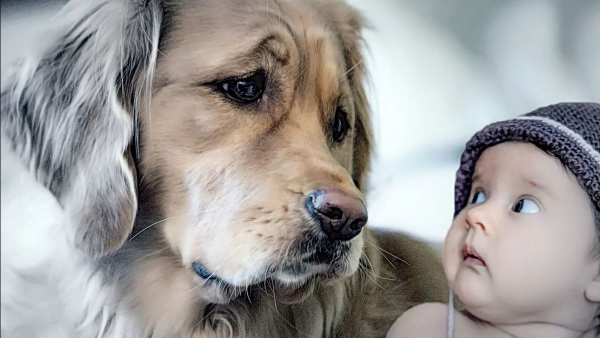 О ребятах и зверятах... смотреть онлайн