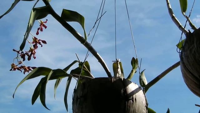 Orchids in Coconuts, Sala by the Sea смотреть онлайн