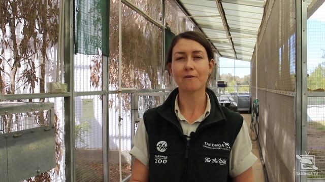 Regent Honeyeater Keeper Talk at Taronga Western Plains Zoo смотреть онлайн