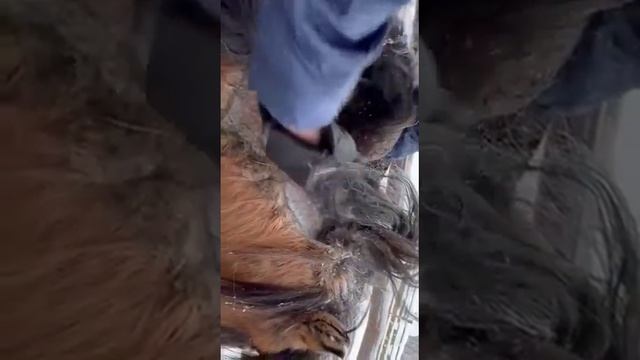 Почему надо подрезать гриву якутским лошадям? смотреть онлайн