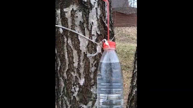 Сбор березового сока смотреть онлайн