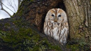Cерая неясыть Strix aluco, крики / Tawny owl calls