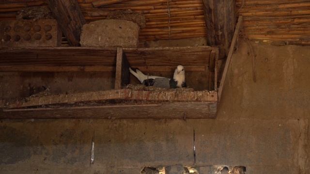 Village Cooking Channel In Turkmenistan ❤ Breeding Worms And Pigeons ❤ RURAL PEOPLE
