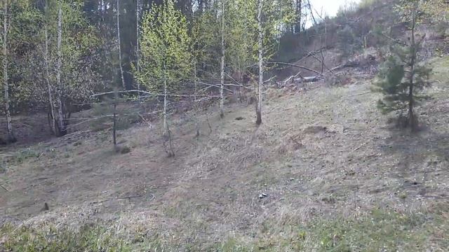 Апрельский лес . Кемеровская область смотреть онлайн