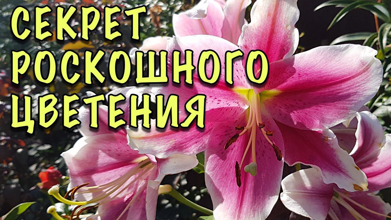 Сделайте ТАК и ВАШИ ЛИЛИИ будут КРУПНЫМИ и ЯРКИМИ! Уход за ЛИЛИЯМИ летом смотреть онлайн