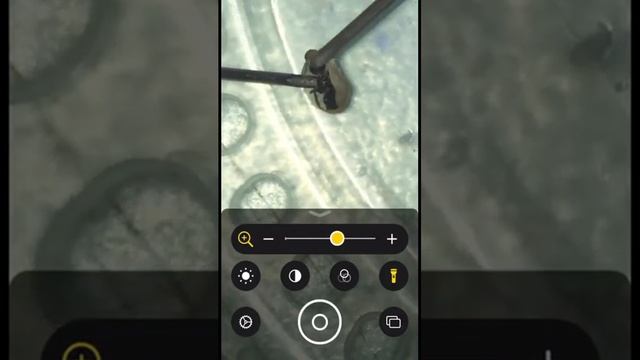 Рождение муравья рода Formica смотреть онлайн