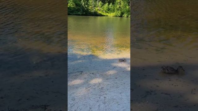 Пляж на пруду, пруд, утки, птицы, животные