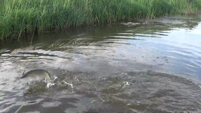 Щуки ломает спиннинги.Рыбалка в Августе жор щуки смотреть онлайн