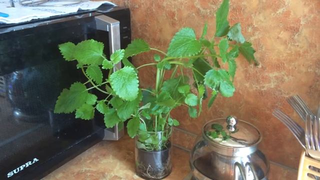 Как пьет воду растения смотреть онлайн