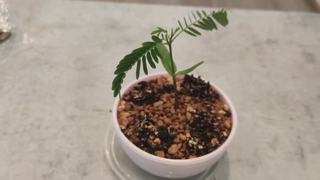 Бонсай из семян. Делоникс королевский или огненное дерево. смотреть онлайн