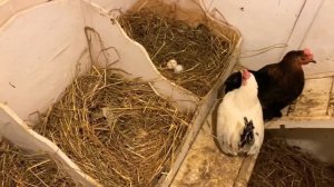 Содержание декоративных кур или бентамок.