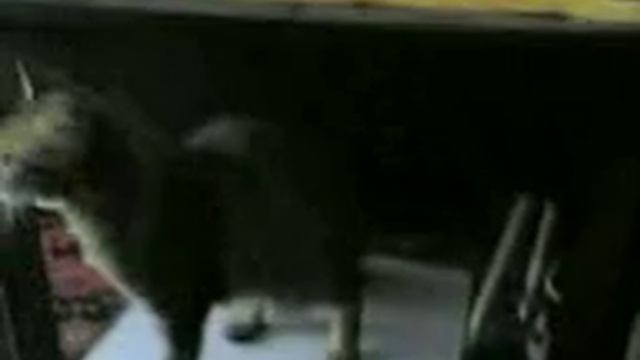 Кошки. Много кошек. смотреть онлайн