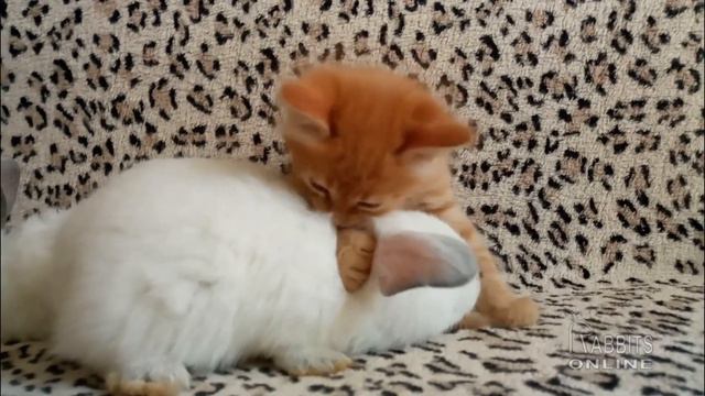 Котенок играет с крольчатами / Kitten playing with rabbits смотреть онлайн