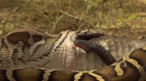 МИР ЖИВОТНЫХ ОЛАМИ ХАЙВОНОТ