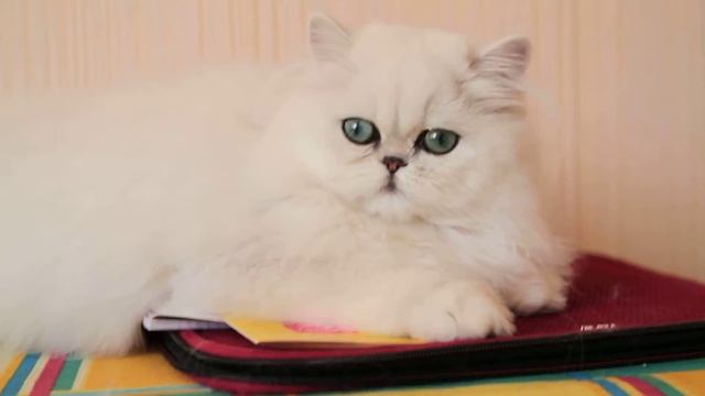 Персидская кошка, котенок шиншилла смотреть онлайн