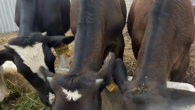 #МОЛОЧНЫЕ ТЕЛЯТА#. Самочуствие и вес через ШЕСТЬ месяцев. смотреть онлайн