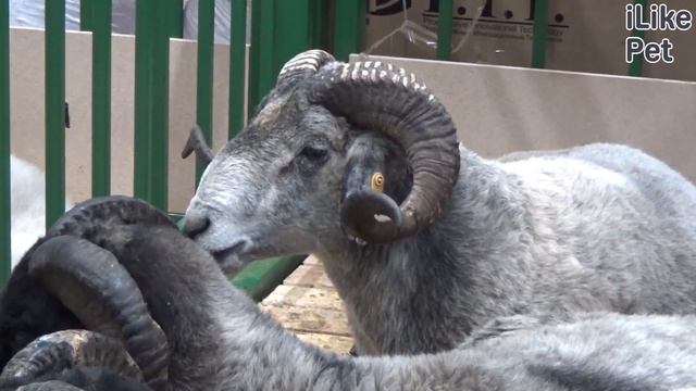 Каракульская овца на ilikepet. Особенности породы, уход смотреть онлайн