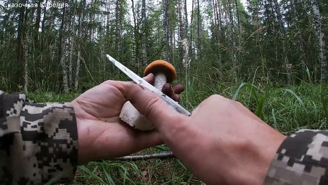 Поход в Лес! Подосиновики и ЛИСИЧКИ ОГРОМНЫМИ ПОЛЯНАМИ В ЛЕСУ, ВЫ ТОЛЬКО ПОСМОТРИТЕ ! ГРИБЫ 2020 ! смотреть онлайн