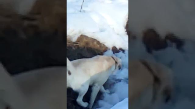 Дарий гуляет вдоль ушайки! смотреть онлайн