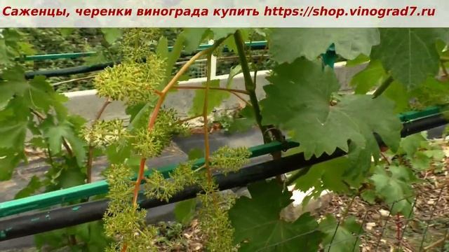 Виноград Кишмиш Казантип- Триумф или закономерный успех Писанки О.М.? Тип цветка, соцветья. Пузенк смотреть онлайн