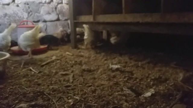 Хрюшки растут и цыплята тоже смотреть онлайн