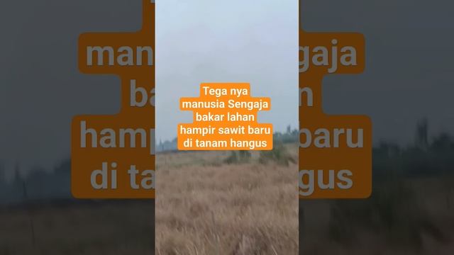Tega nya manusia sengaja bakar lahan hampir sawit baru di tanam hangus смотреть онлайн