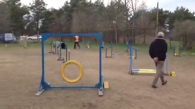 16/04/16 Рачицкая Анна и цверг Локки Д2 Аджилити в Минске смотреть онлайн