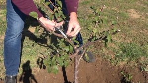 Правильная пересадка плодового дерева 2 летки