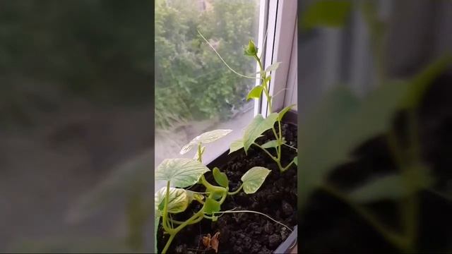Огородик на балконе. Огурцы и помидоры в домашних условиях. смотреть онлайн