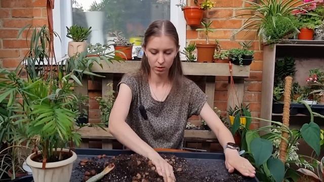 Пересадка комнатных растений Июнь 2023 смотреть онлайн