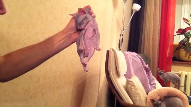 Как усыпить котэ смотреть онлайн