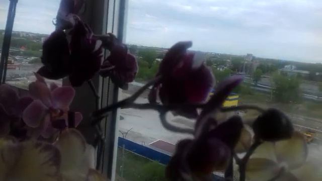 #Майскоецветение#орхидеи#orchid смотреть онлайн
