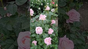 Роза Амазинг Грейс аромат. чайногибрид. роза 10.06.23 г.