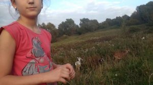 В школу.Цесарята.Утята.Гуляем с козами.Уроки.Молодые козы.
