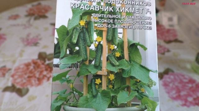 Экстремально ранние огурцы Махровая космея Циннии смотреть онлайн