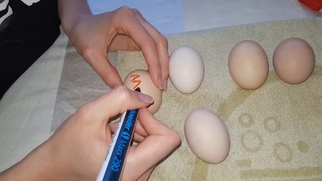 Инкубация куриных яиц в домашних условиях. Наш семейный эксперимент) смотреть онлайн