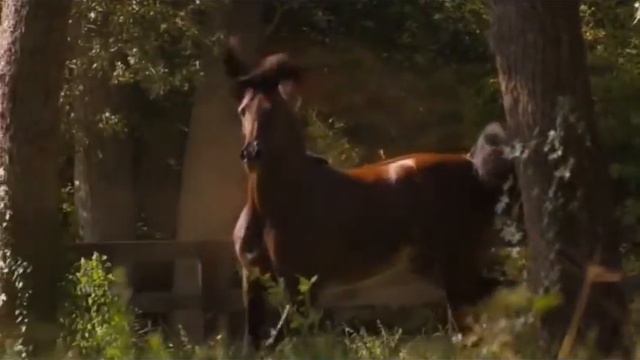 ПРЕКРАСНЫЙ НАШИД: КОННЫЙ КЛИП. BEAUTIFUL NASHID: Clip Beautiful Horses