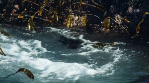 Великий Тихий океан 4K