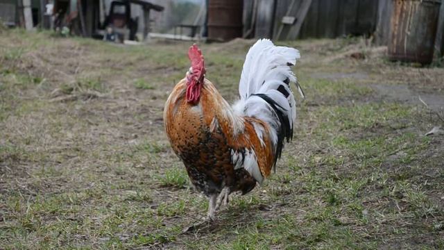 Петя и его друзья .... Короткое видео про петуха. смотреть онлайн