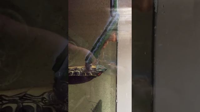 Красноухая черепаха кушает креветок смотреть онлайн