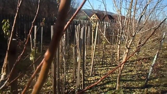 Вопрос В. Железову: "Выросли маньчжурские абрикосы из ваших семян. Что на них прививать?" смотреть онлайн