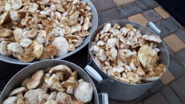 А грибов видимо не видимо. маслята и белые. мой рецепт.