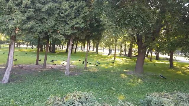 Подозрительно много ворон. смотреть онлайн
