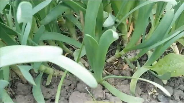 ЦЕЛЫЙ ГОД РАСТЁТ МНОГОЛЕТНИЙ ЛУК СЛИЗУН смотреть онлайн