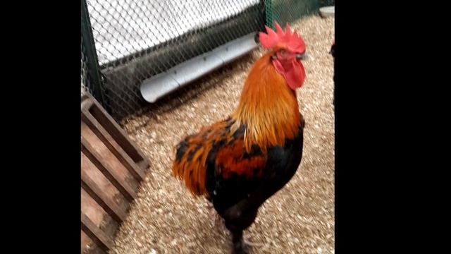 Мои куры Какую породу кур выбрать для разведения Мараны смотреть онлайн