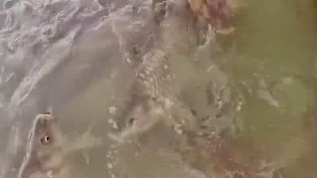 Кормим рыб в парке Мадрида, в Испании смотреть онлайн