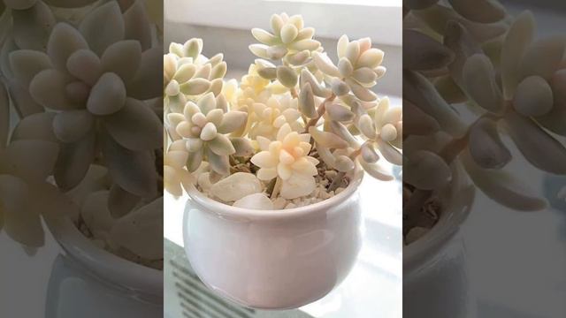 succulent||succulent plants||types of succulent ||indoor plants смотреть онлайн