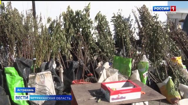 На астраханских рынках проводят фитосанитарный контроль по посадочному материалу.mp4 смотреть онлайн