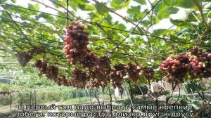 Формирование винограда: схема самая простая