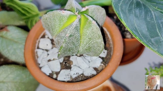 Комнатные цветы.Небольшой обзор. смотреть онлайн